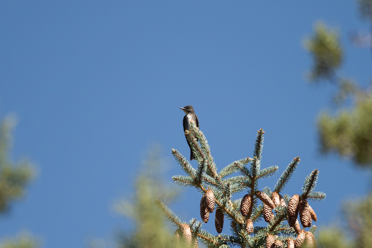 Boreal Sinekkapan - ML641896126