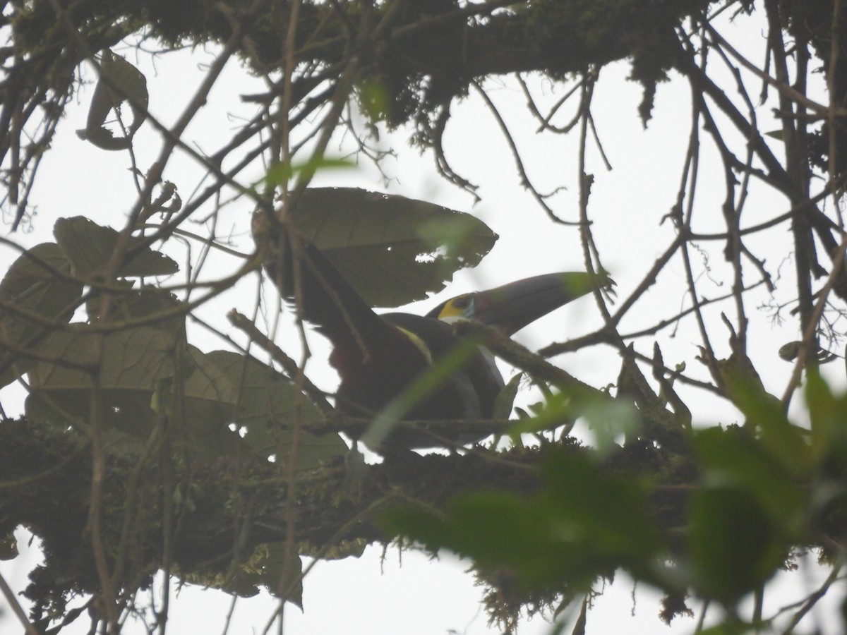 Black-billed Mountain-Toucan - ML641896145