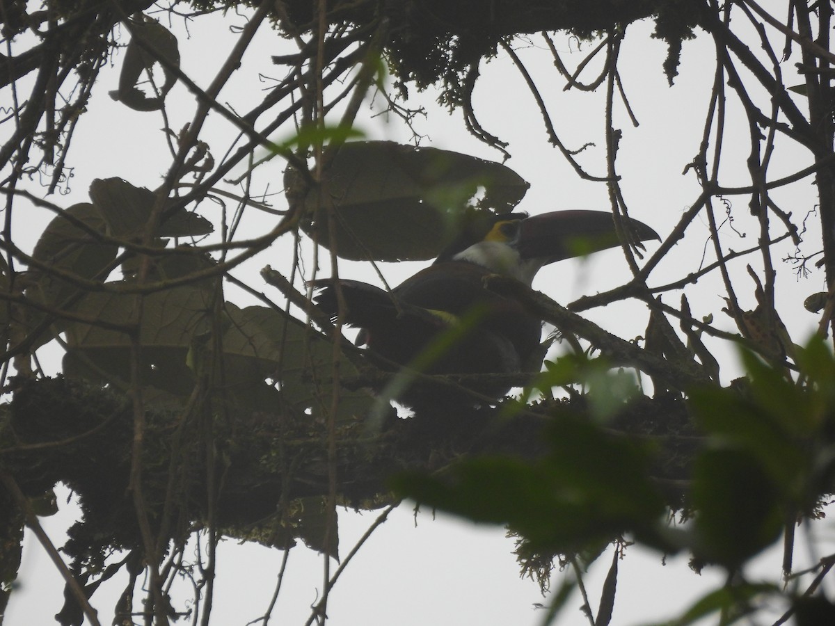 Black-billed Mountain-Toucan - ML641896152