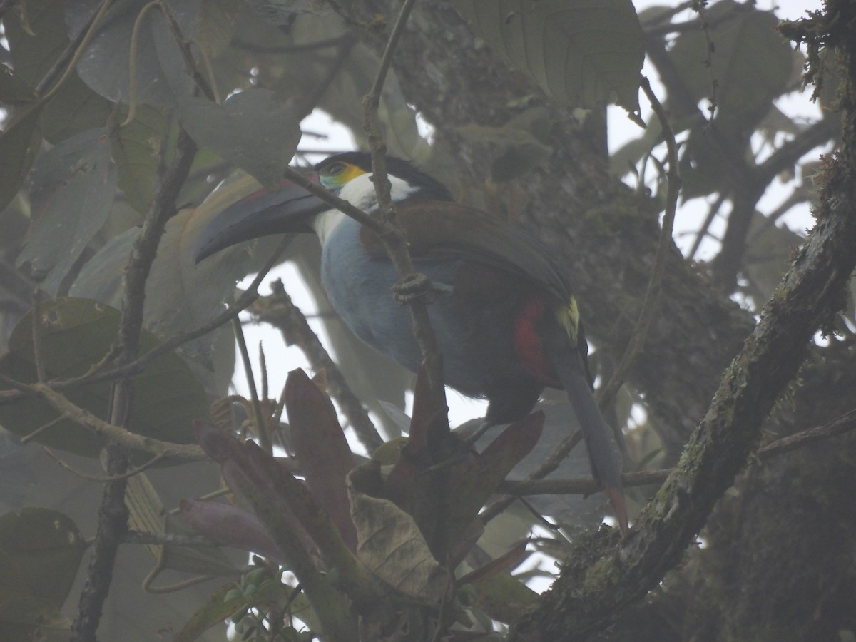 Black-billed Mountain-Toucan - ML641896158