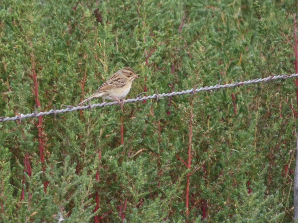 Clay-colored Sparrow - ML641896203