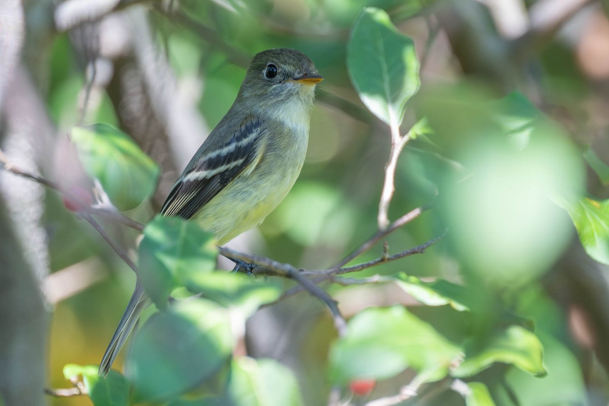 tyranovec malinký - ML641896207