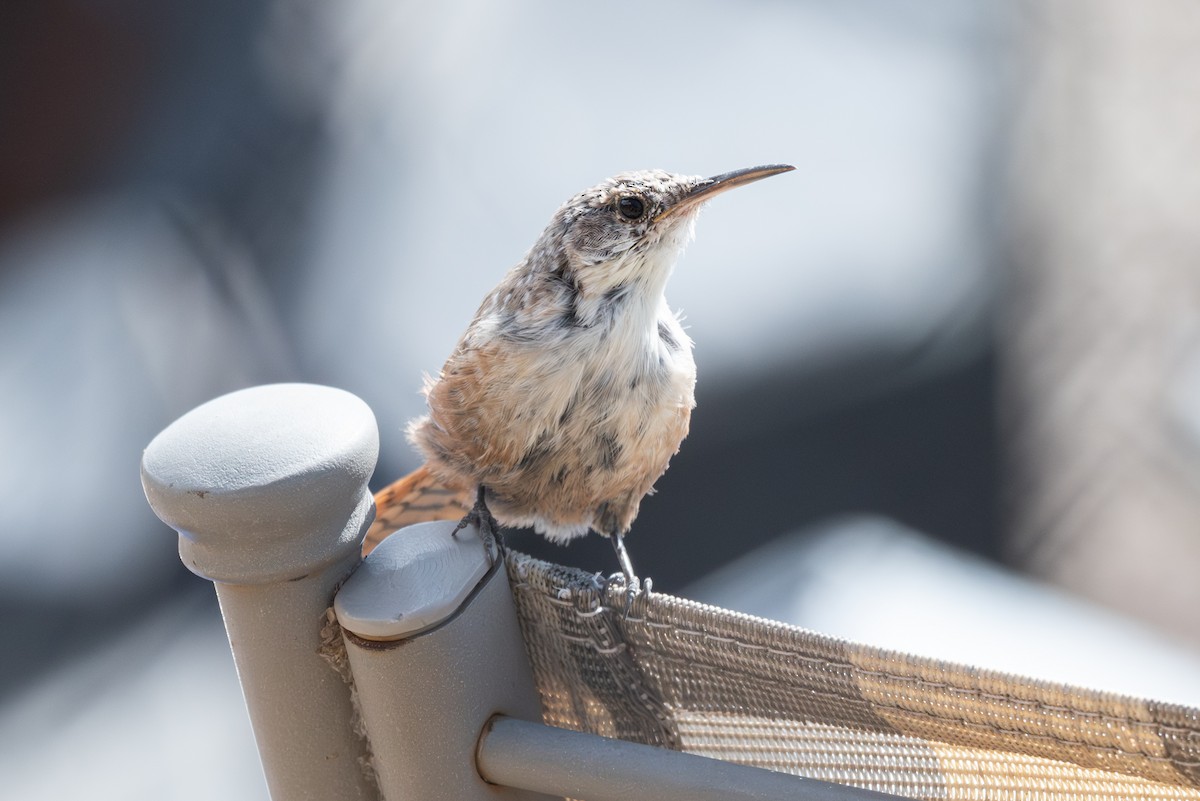 Canyon Wren - ML641896211
