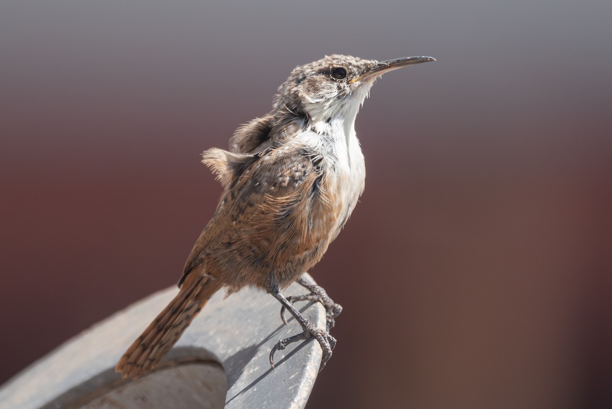 Canyon Wren - ML641896212