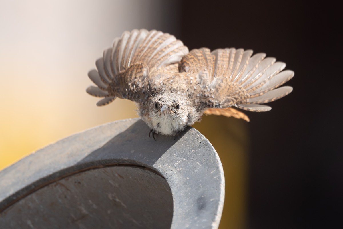 Canyon Wren - ML641896213