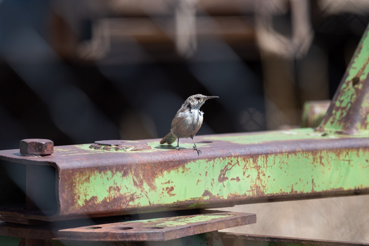 Canyon Wren - ML641896214