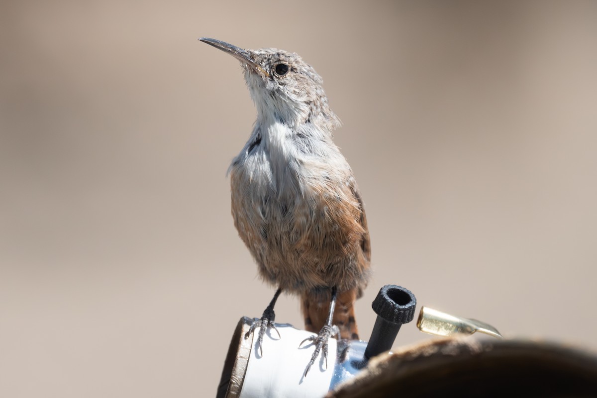 Canyon Wren - ML641896215