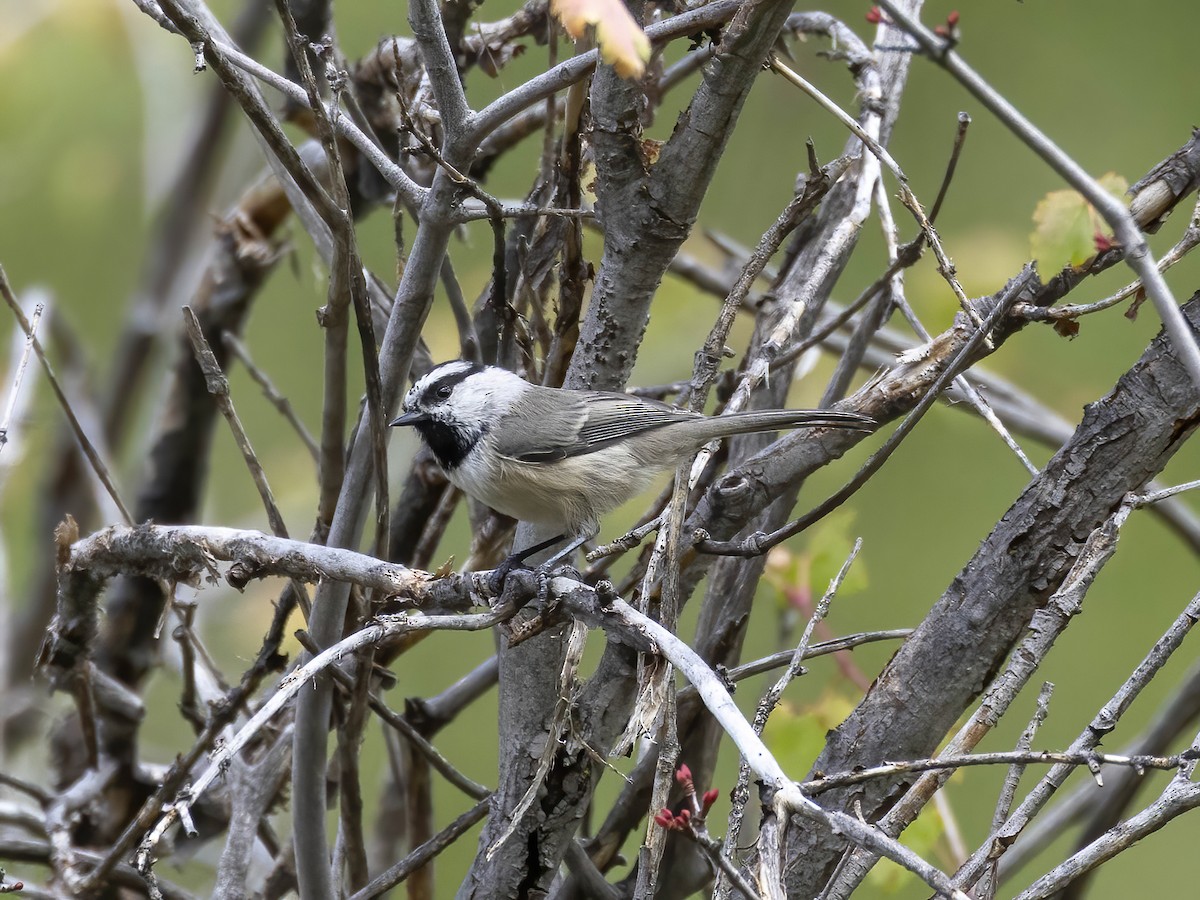 Mountain Chickadee - ML641896218
