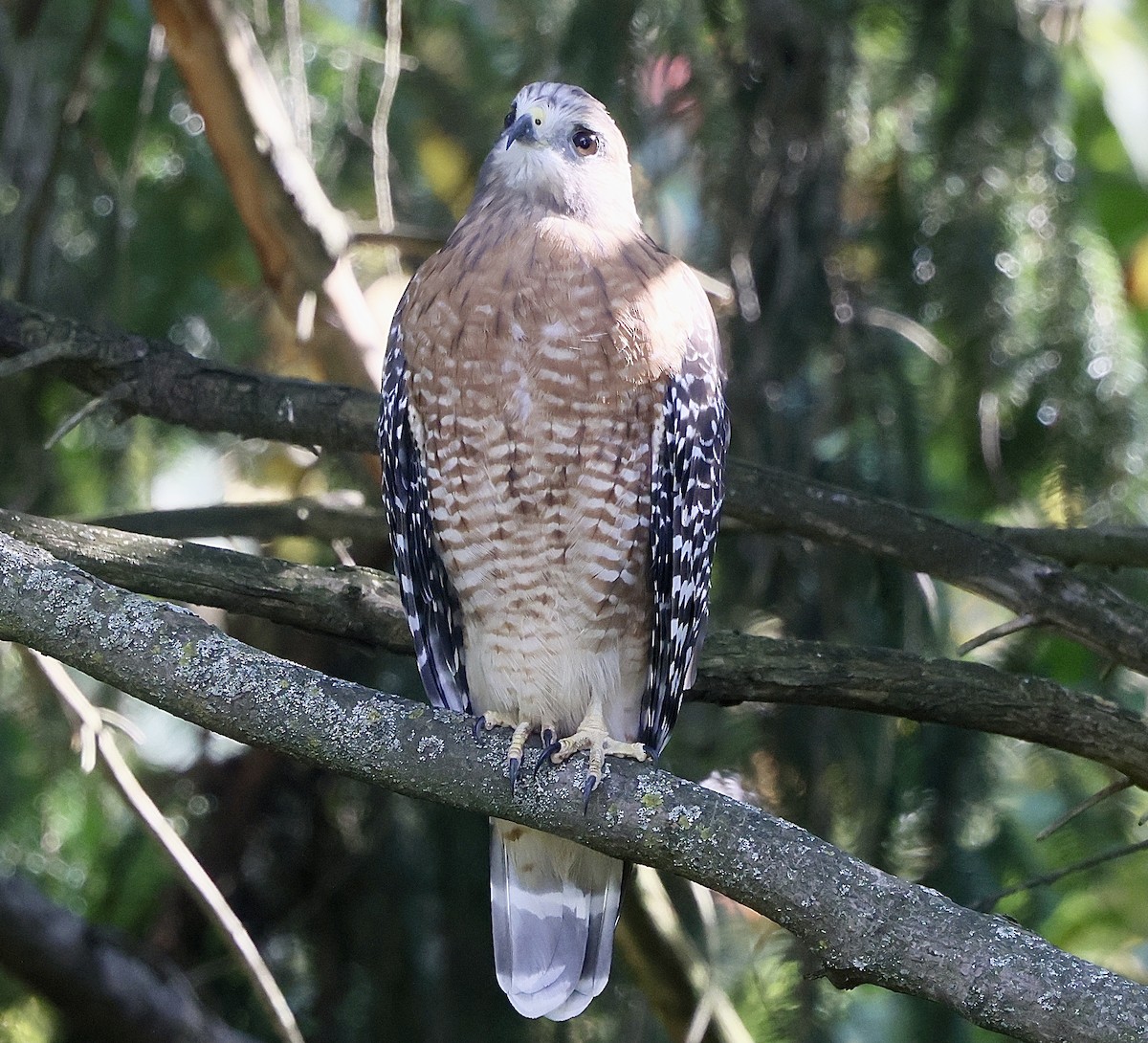 Red-shouldered Hawk - ML641896226