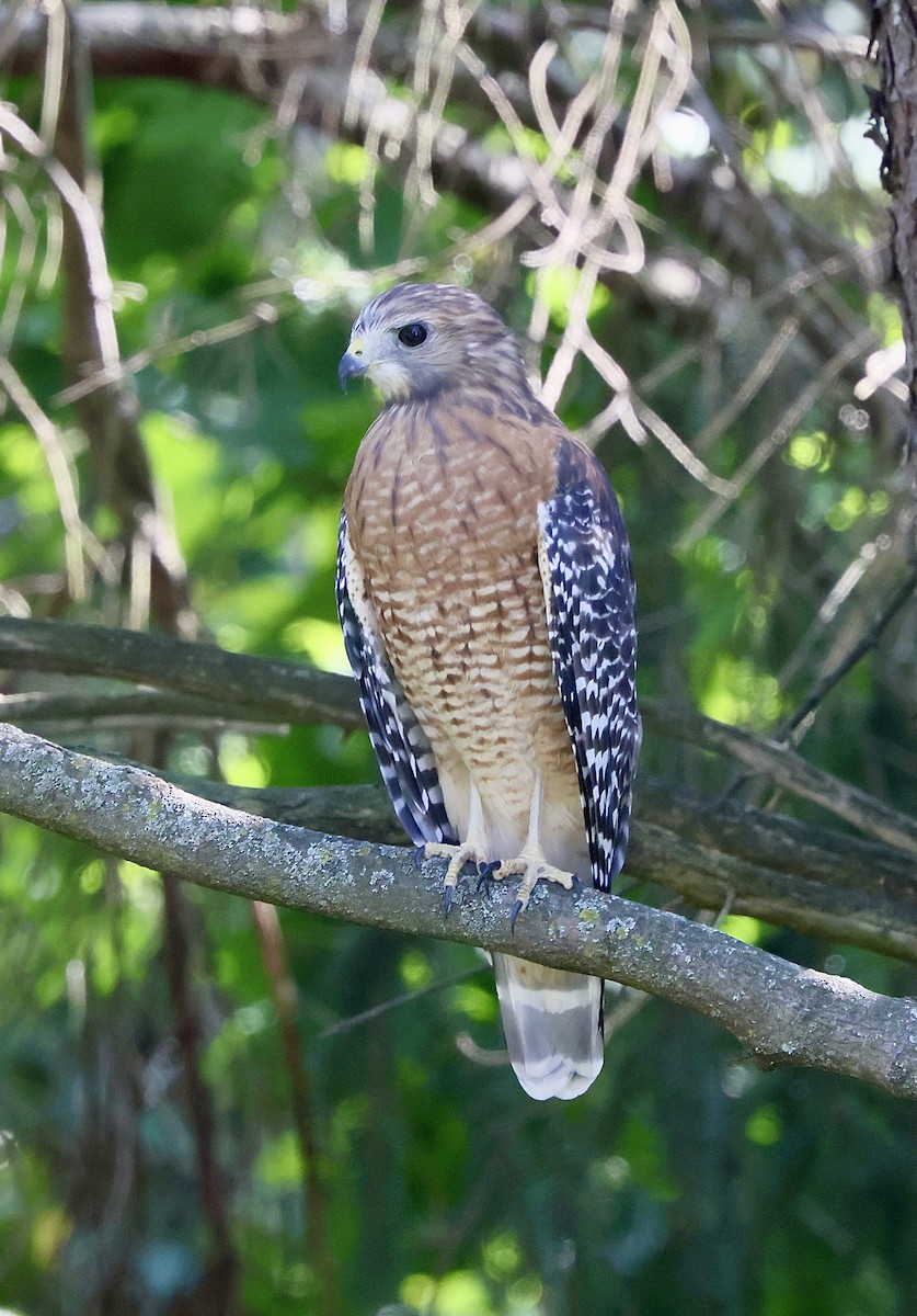 Red-shouldered Hawk - ML641896227