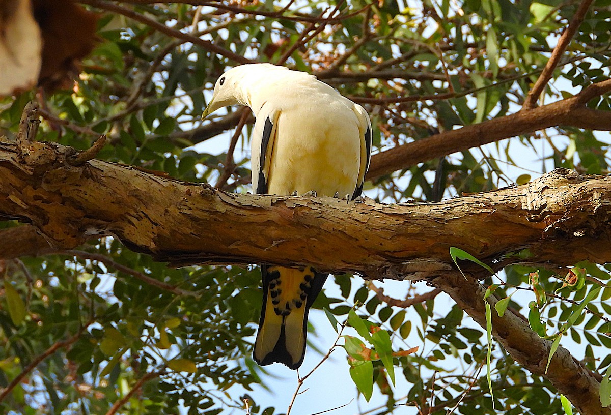 Torresian Imperial-Pigeon - ML641896229