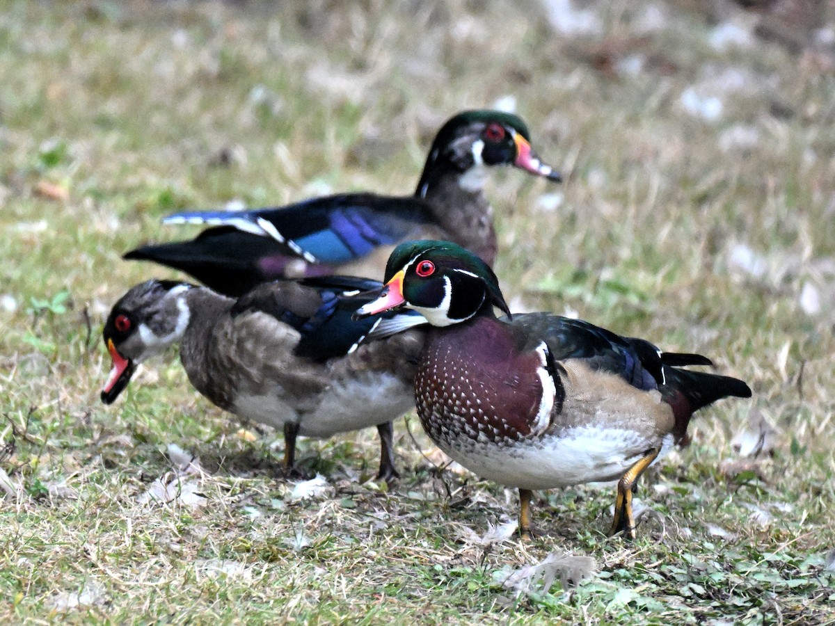 Canard branchu - ML641896230
