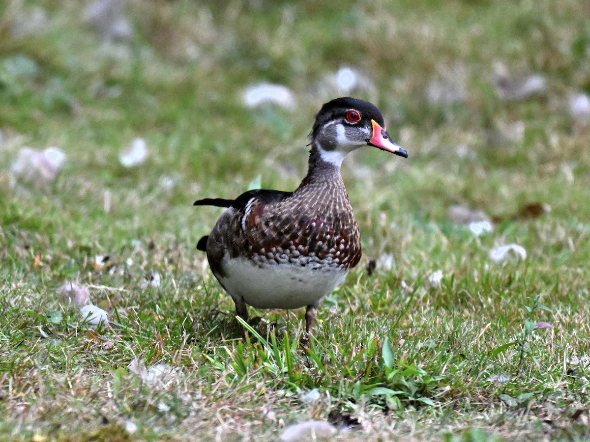 Canard branchu - ML641896231