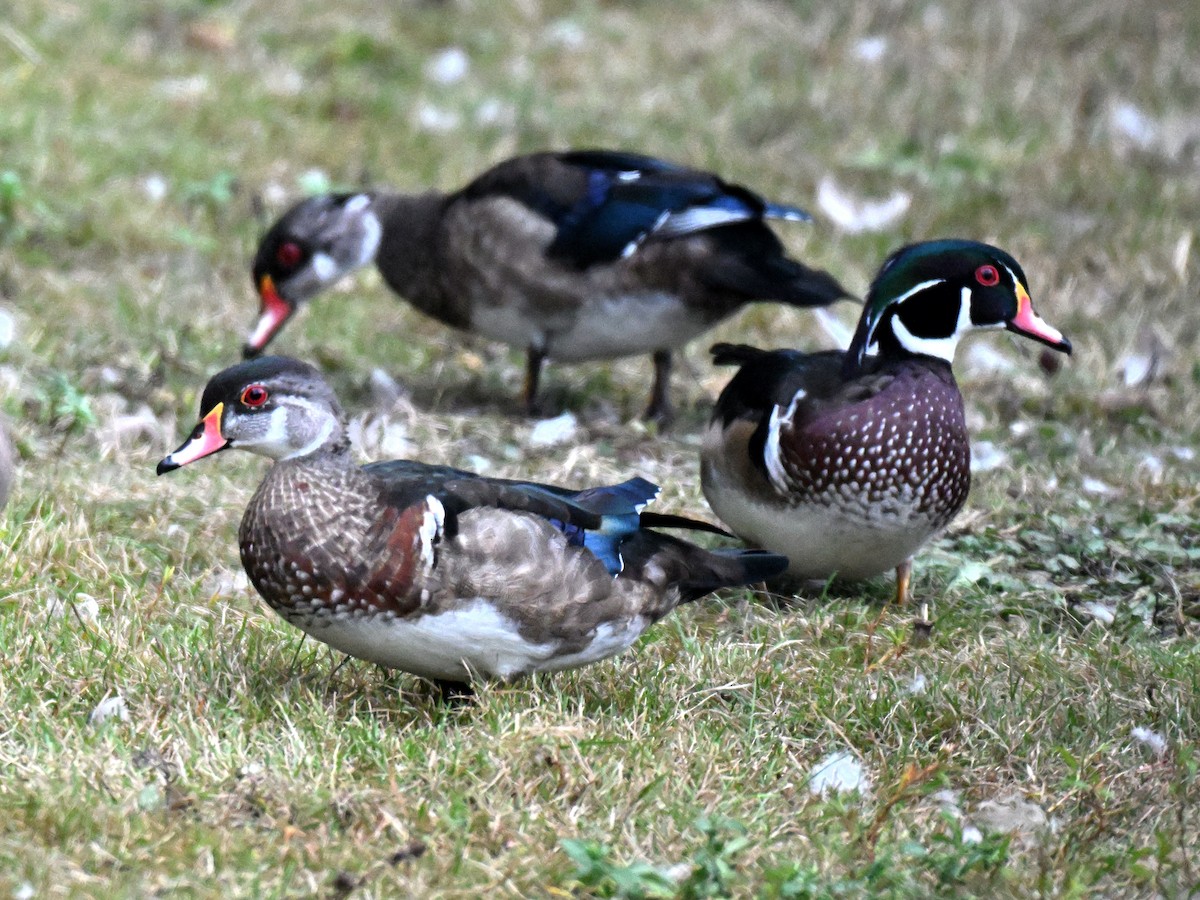 Canard branchu - ML641896232