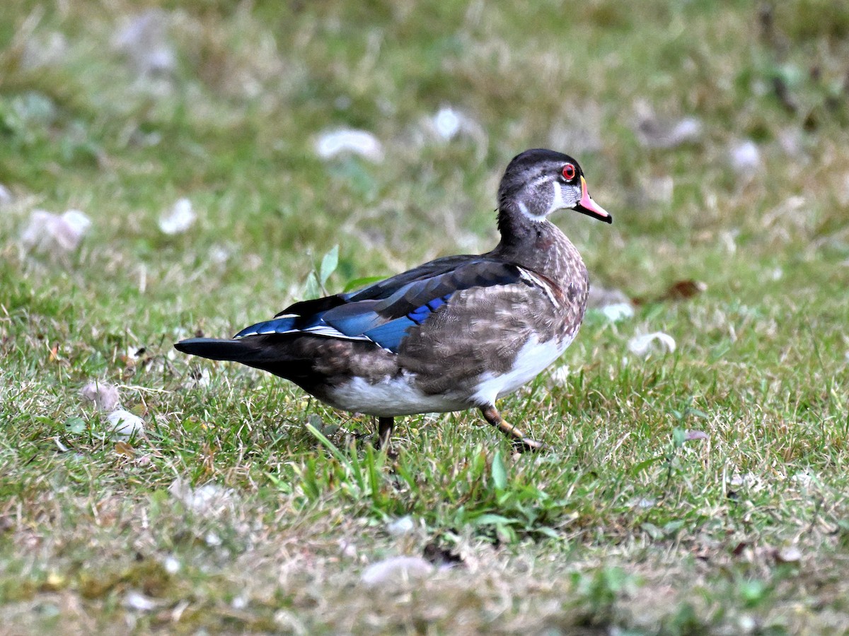 Canard branchu - ML641896233