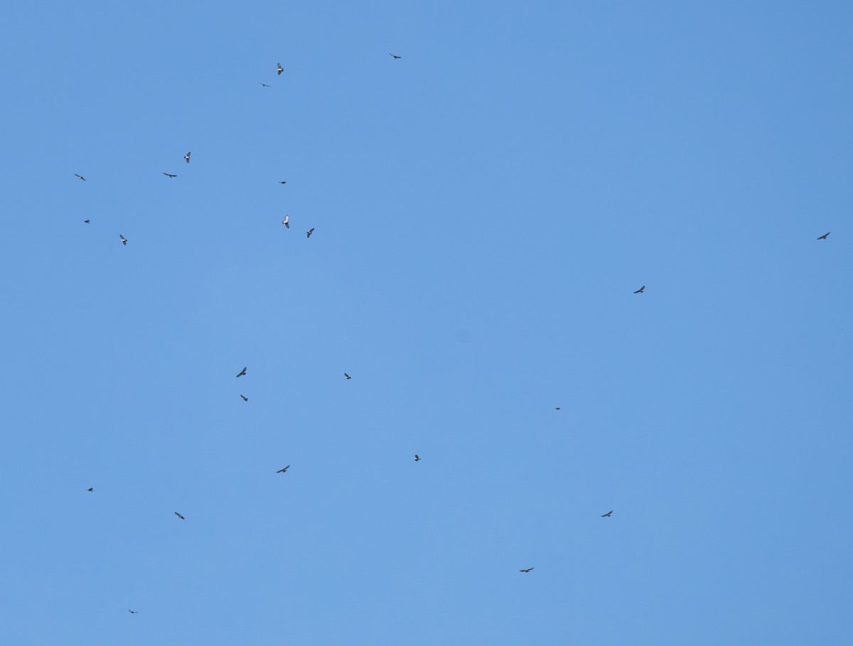 Broad-winged Hawk - ML641896235