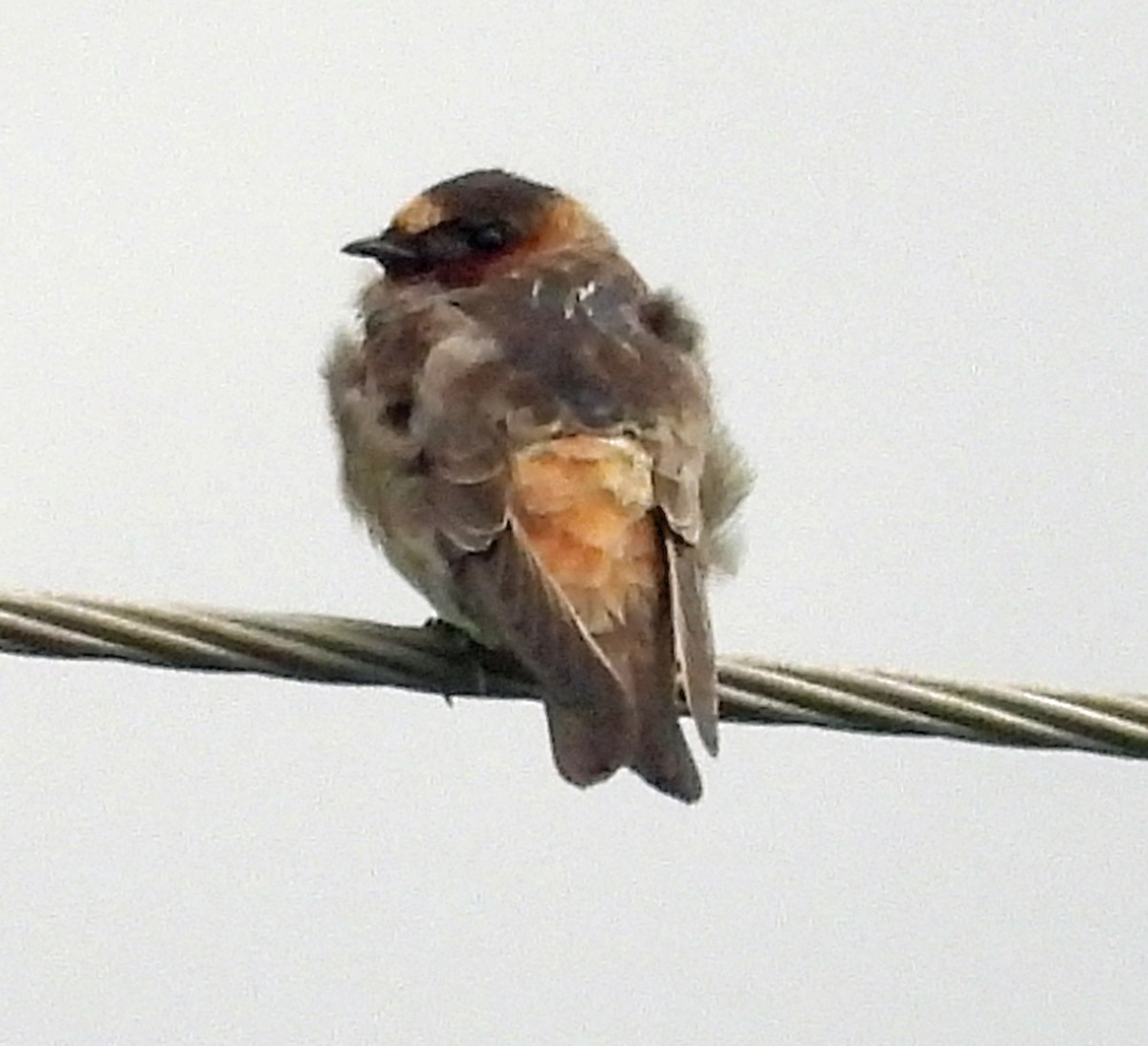 Cliff Swallow - ML641896255