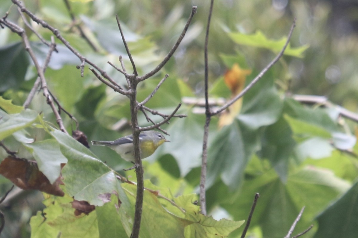 Northern Parula - ML641896261
