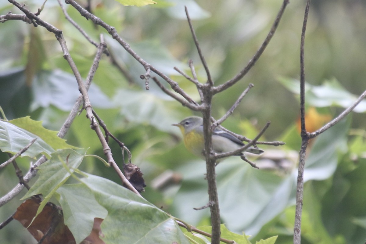 Northern Parula - ML641896265