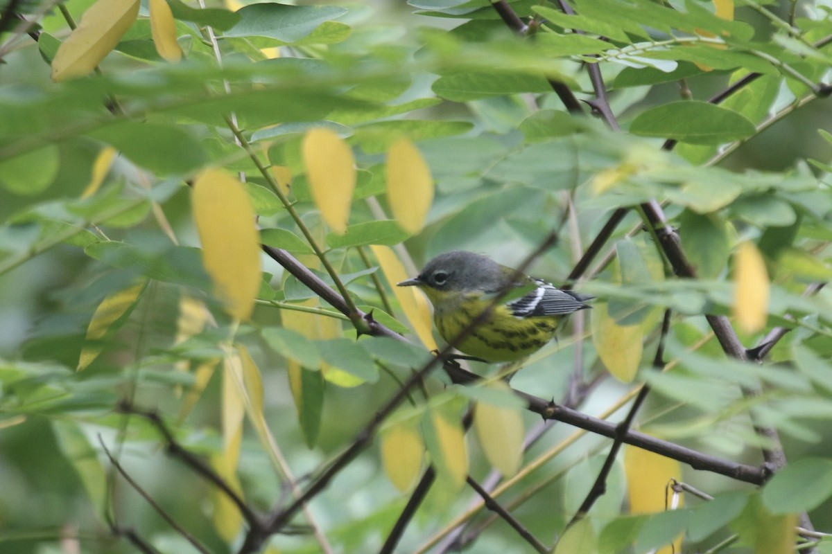 Magnolia Warbler - ML641896269