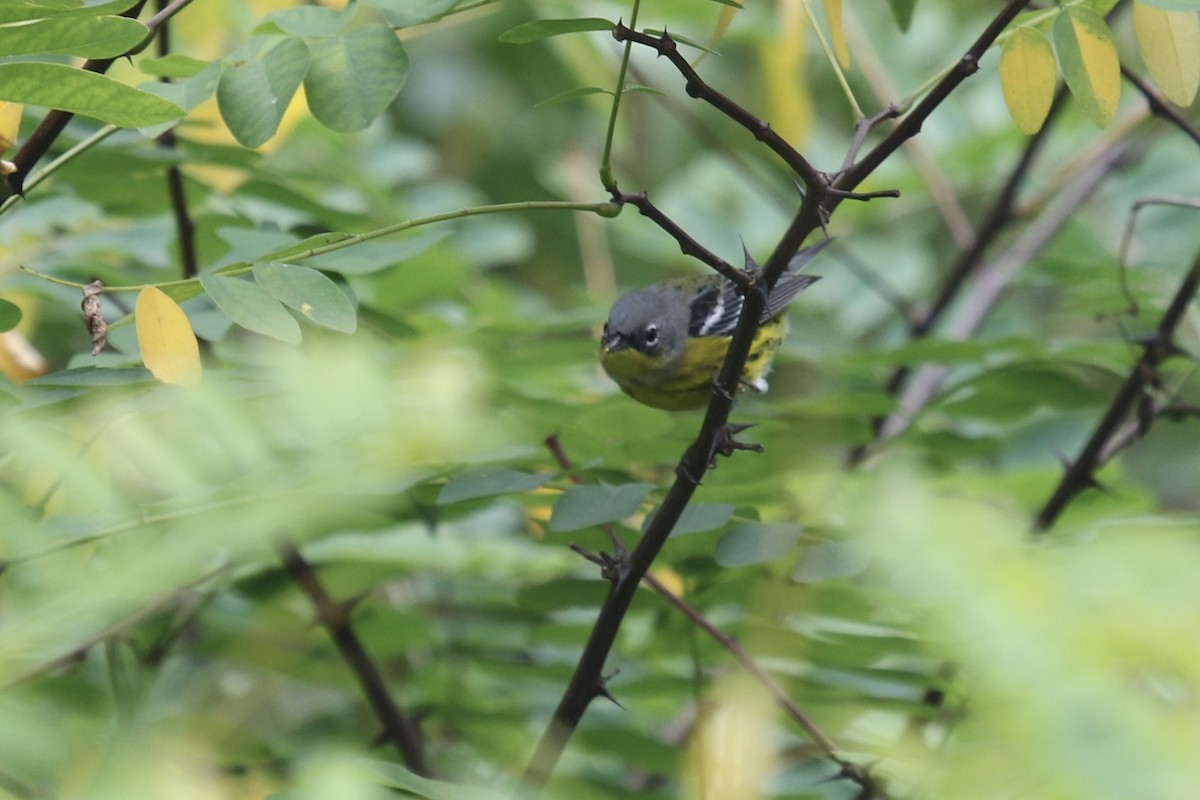 Magnolia Warbler - ML641896271
