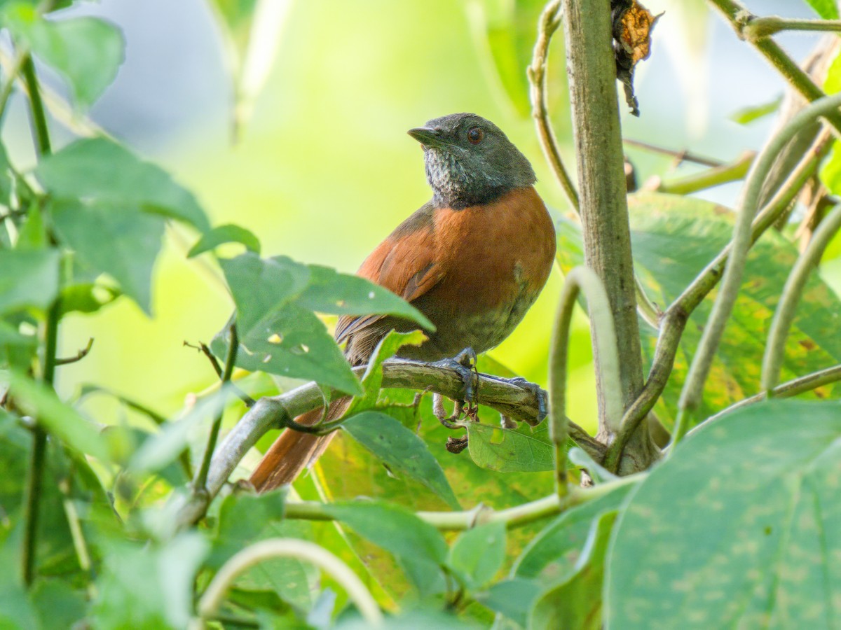 Rufous-breasted Spinetail - ML641896295