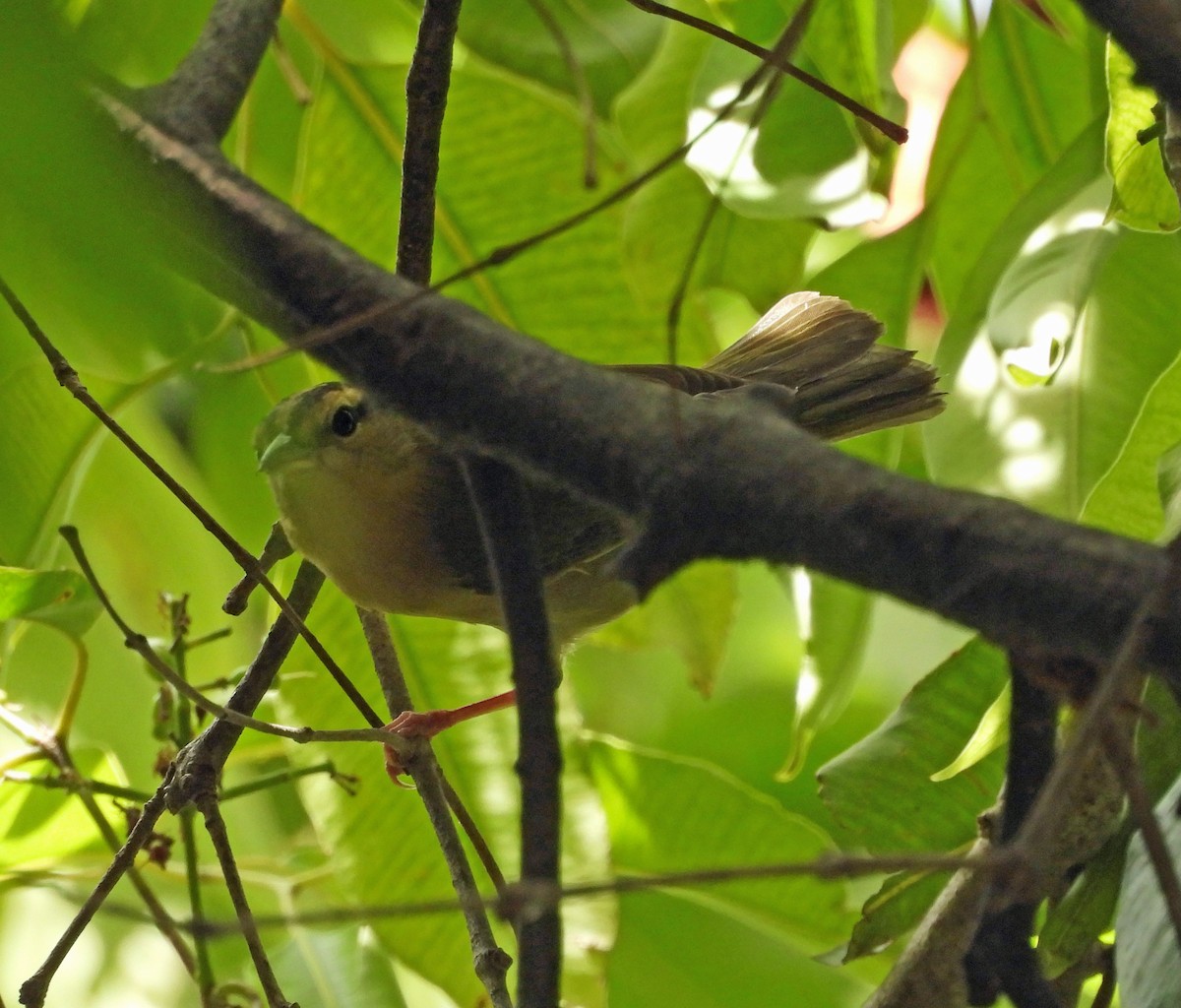 Worm-eating Warbler - ML641896301