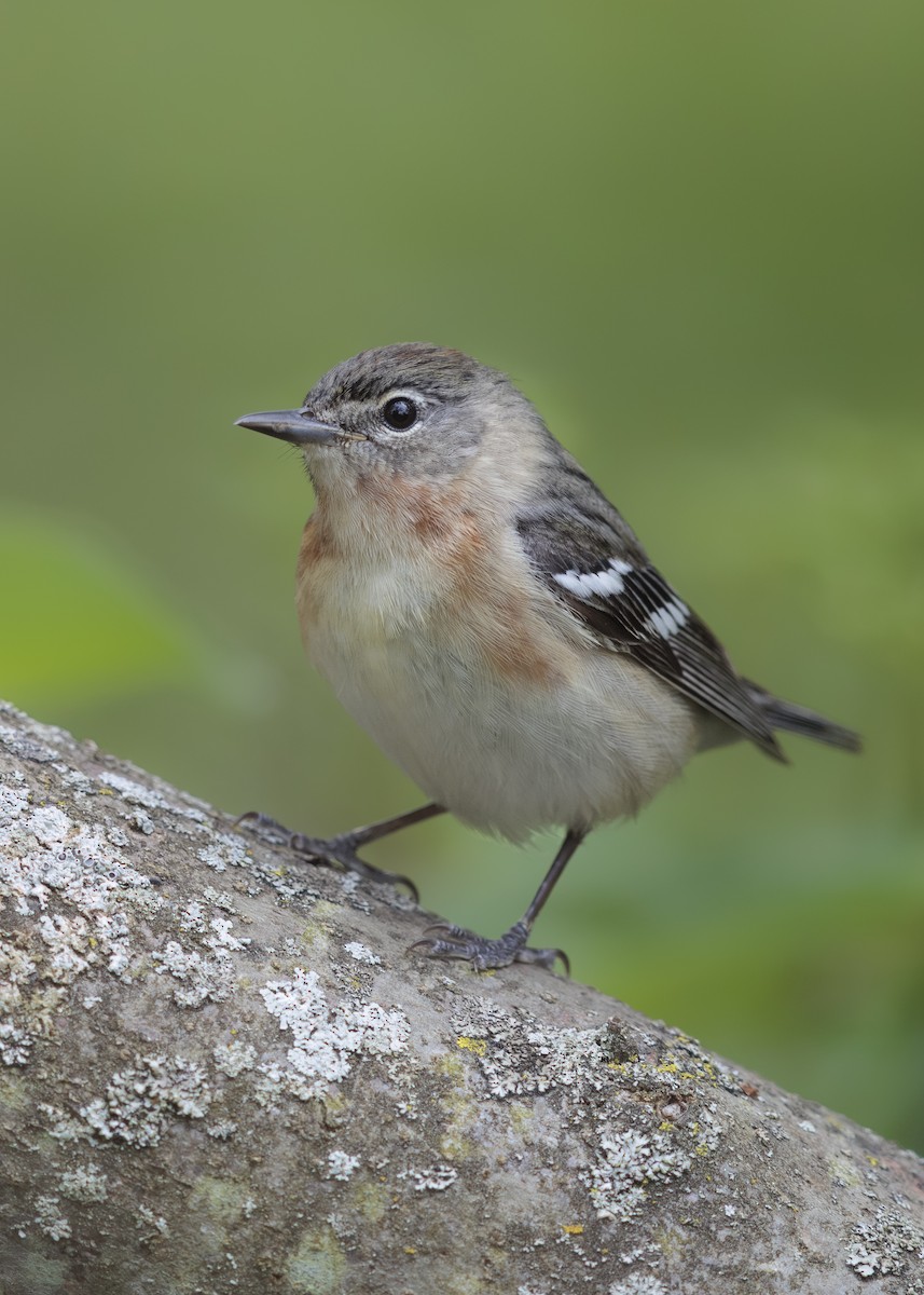 Bay-breasted Warbler - ML641896302