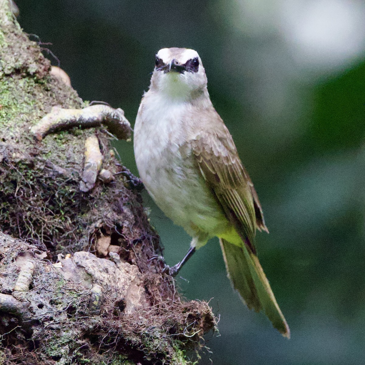 Yellow-vented Bulbul (Sunda) - ML641896305