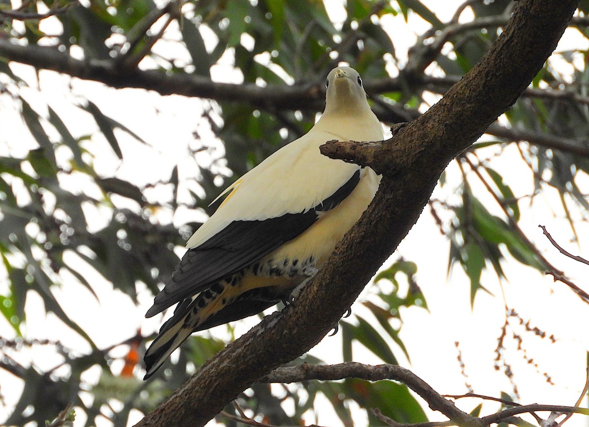 Torresian Imperial-Pigeon - ML641896306