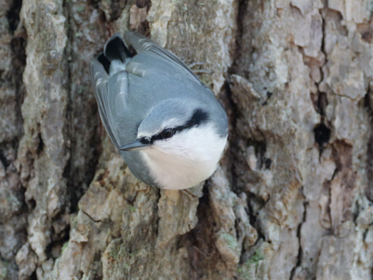 Garrapo eurasiarra - ML641896307