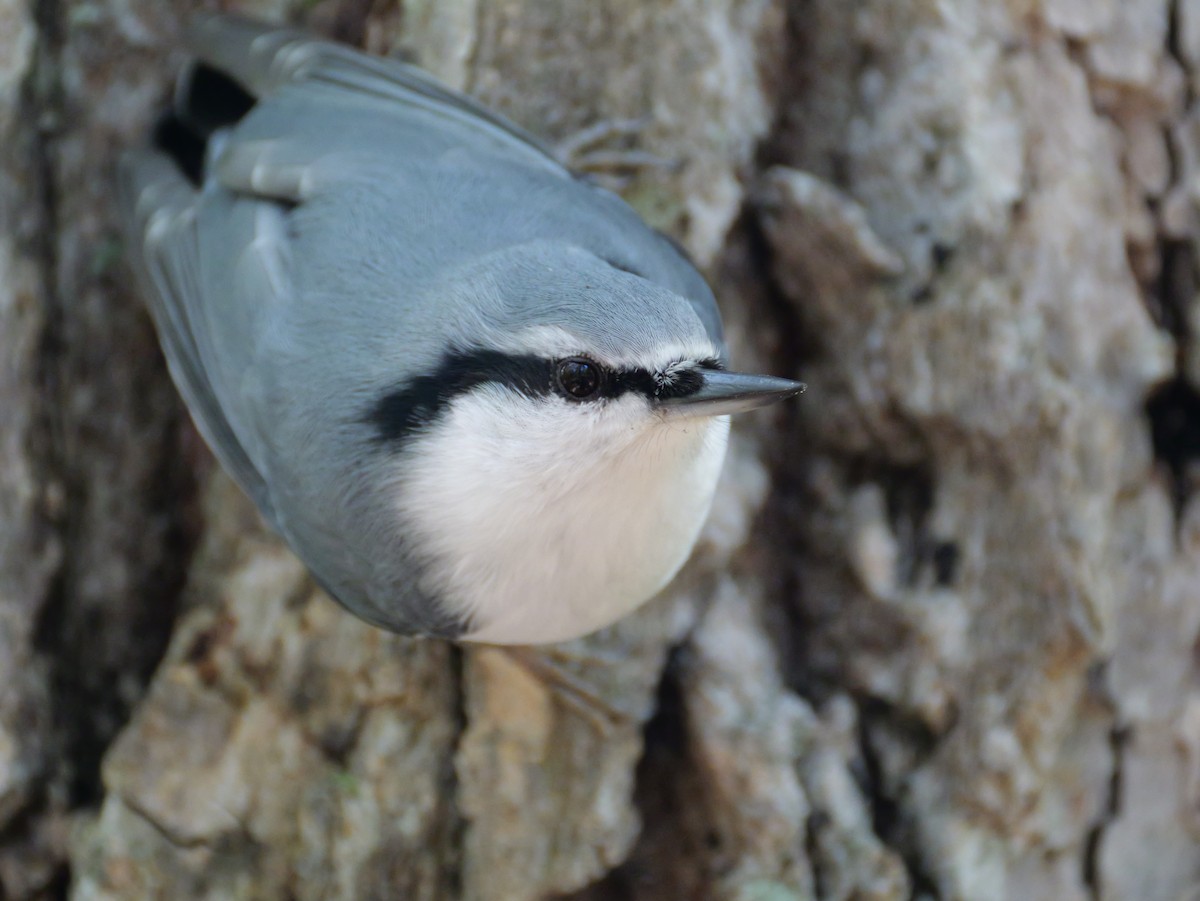 Garrapo eurasiarra - ML641896308