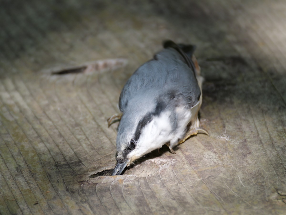 Garrapo eurasiarra - ML641896309