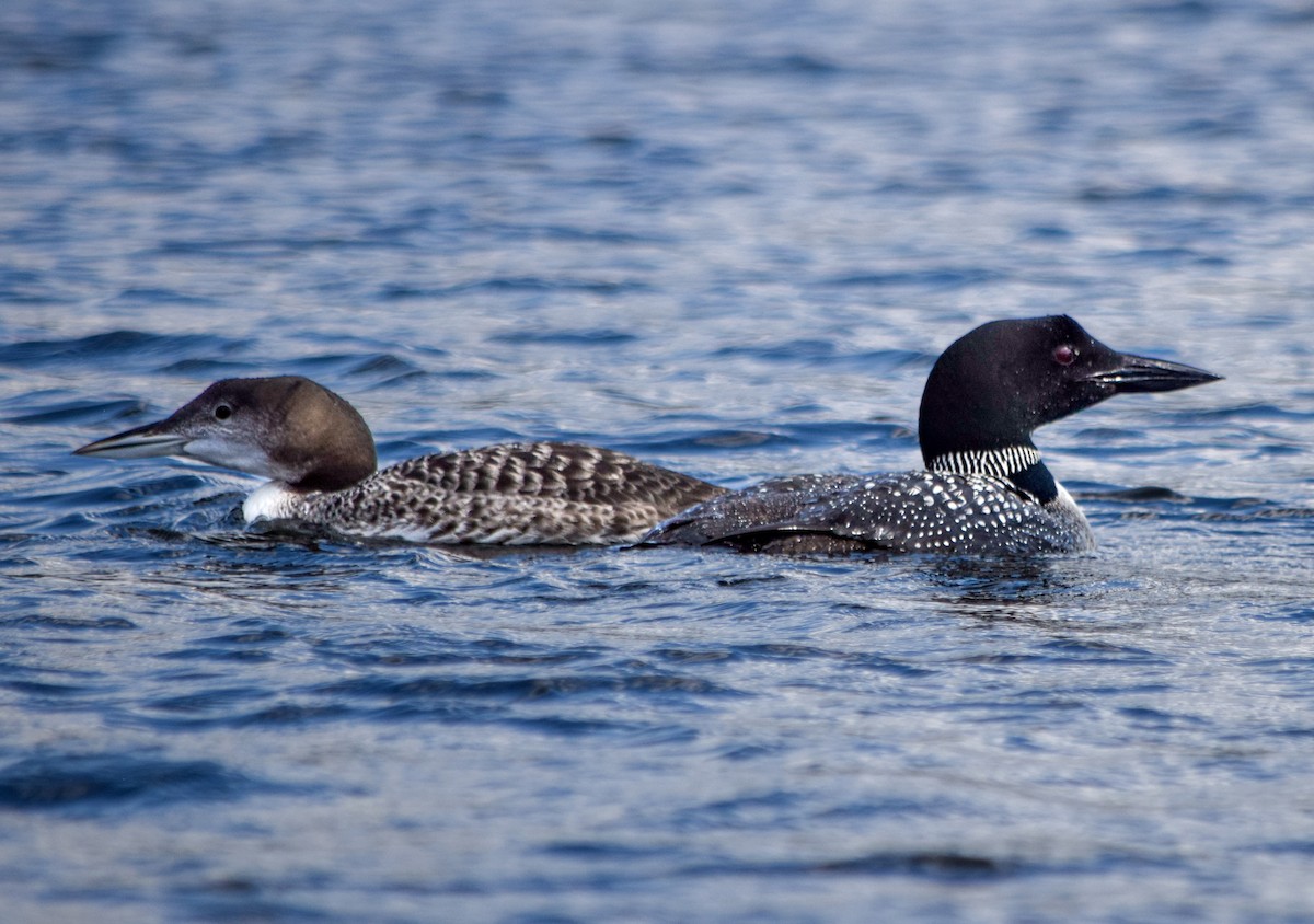 Common Loon - ML641896322