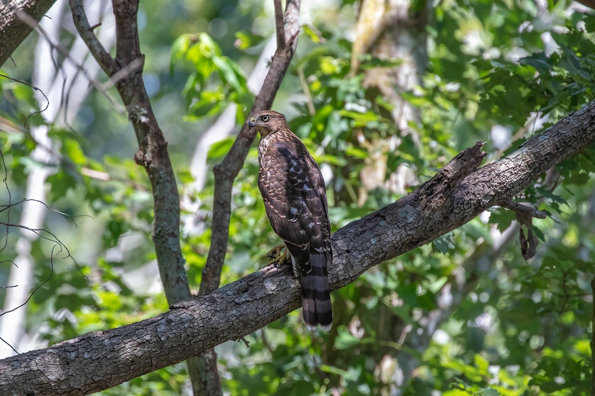Cooper's Hawk - ML641896333