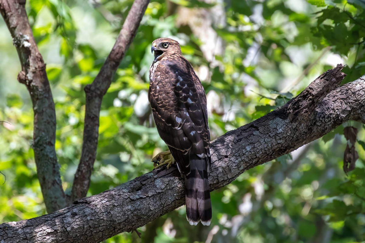 Cooper's Hawk - ML641896334
