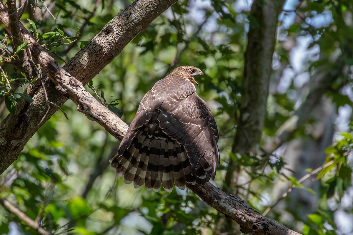 Cooper's Hawk - ML641896335