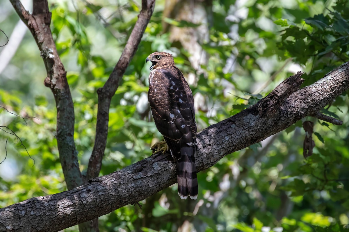 Cooper's Hawk - ML641896336