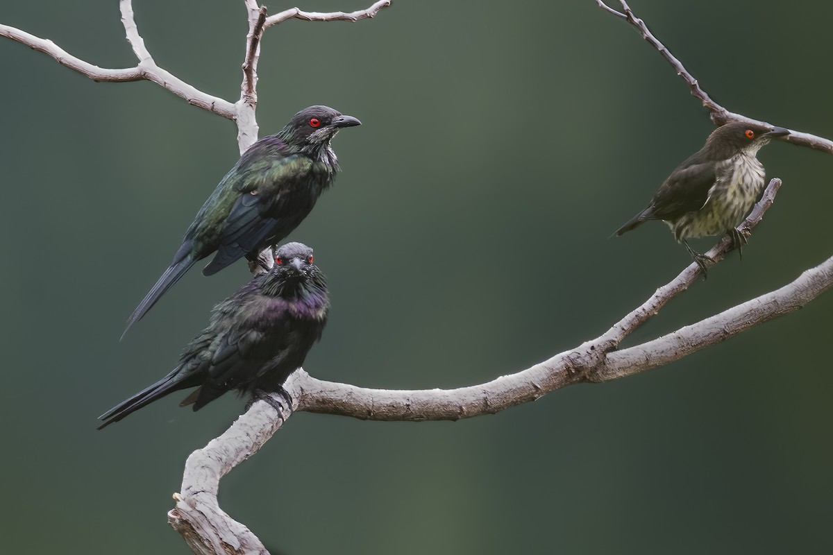 Metallic Starling - ML641896346
