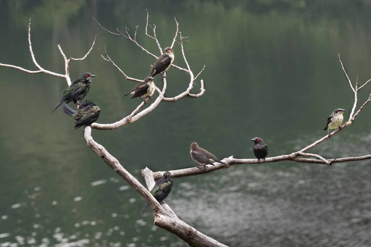 Metallic Starling - ML641896347
