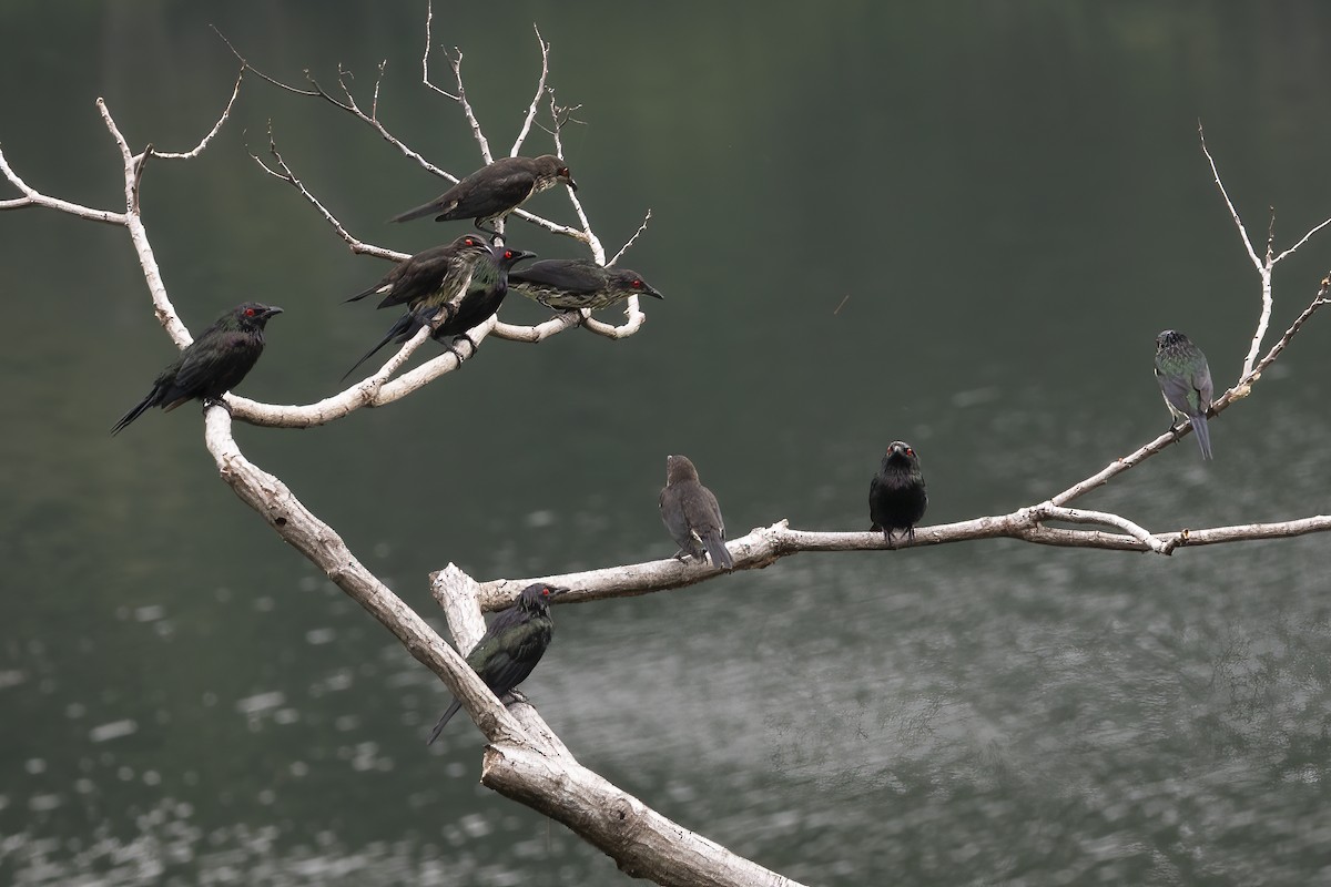 Metallic Starling - ML641896348