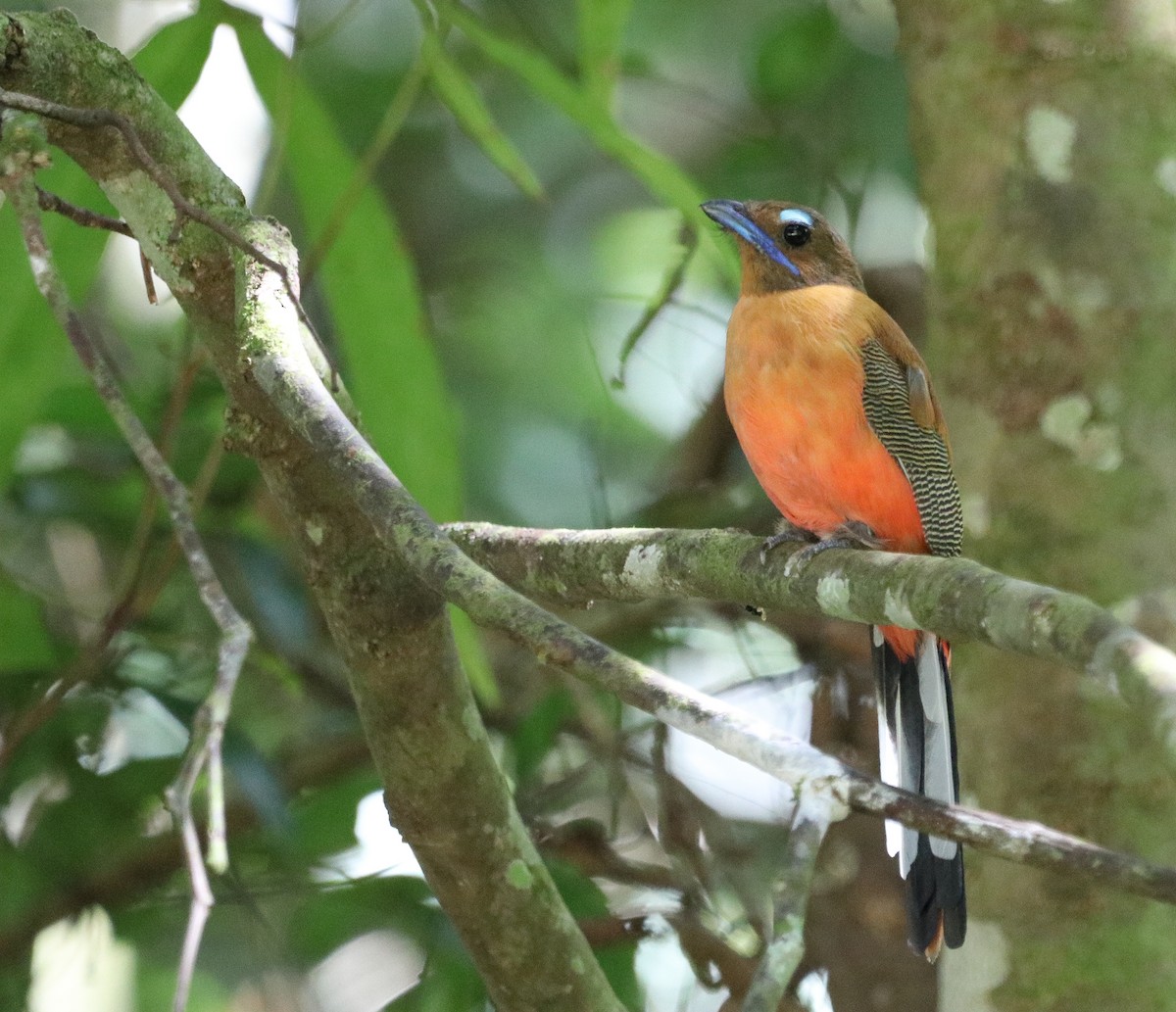 Scarlet-rumped Trogon - ML641896352