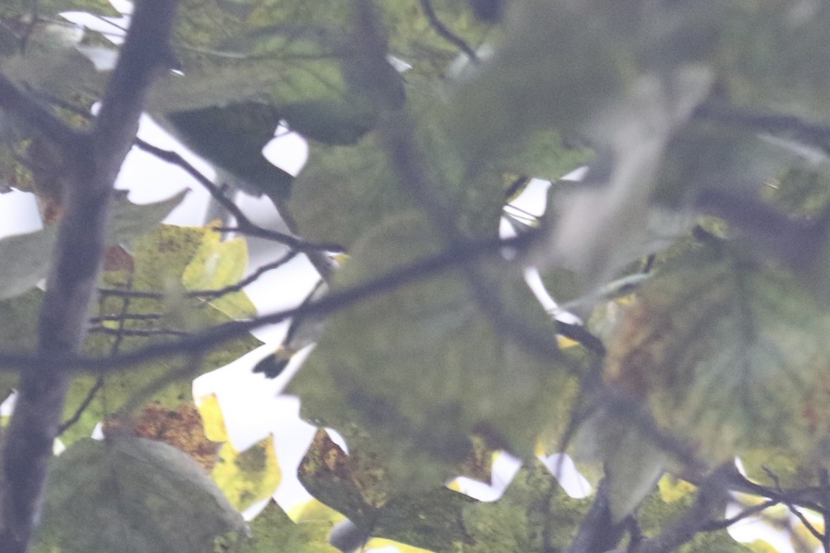 American Redstart - ML641896380