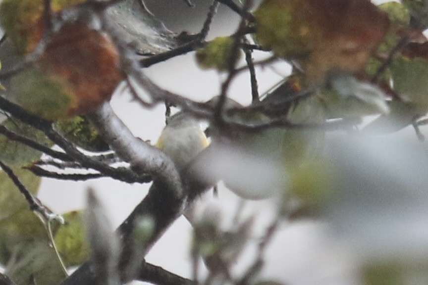 American Redstart - ML641896383