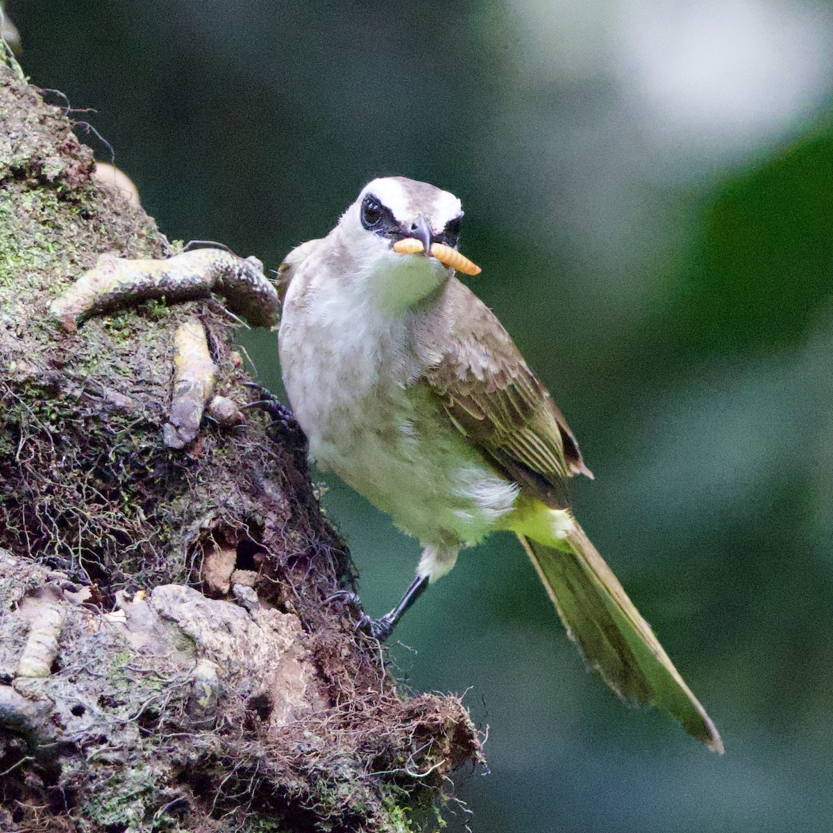 Yellow-vented Bulbul (Sunda) - ML641896389
