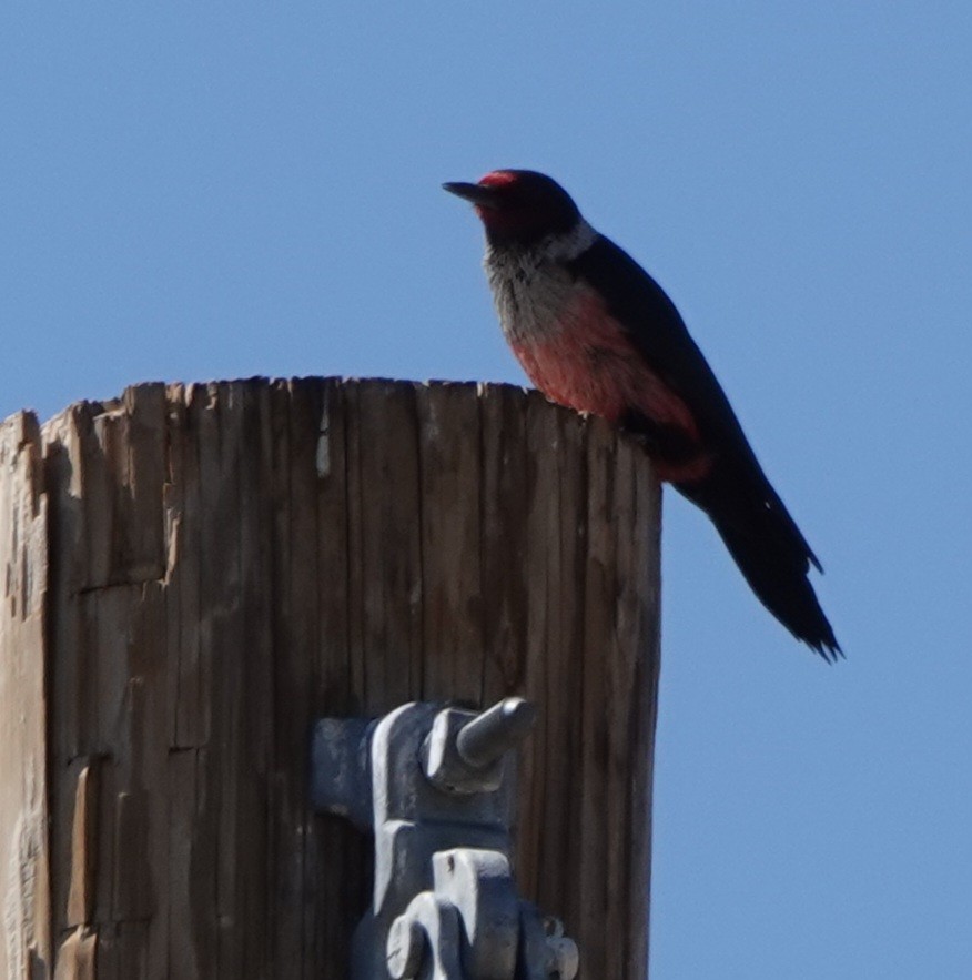 Lewis's Woodpecker - ML641896392