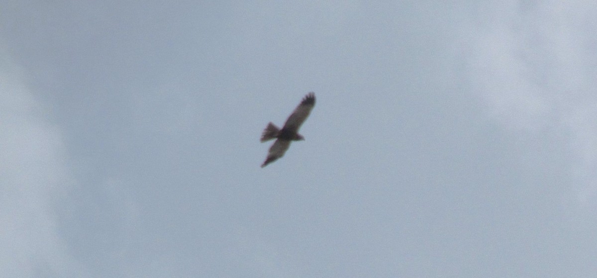 Aguilucho Papialbo - ML641896396