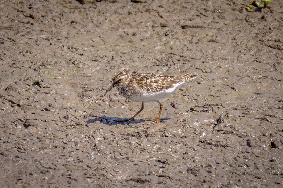 Least Sandpiper - ML641896406