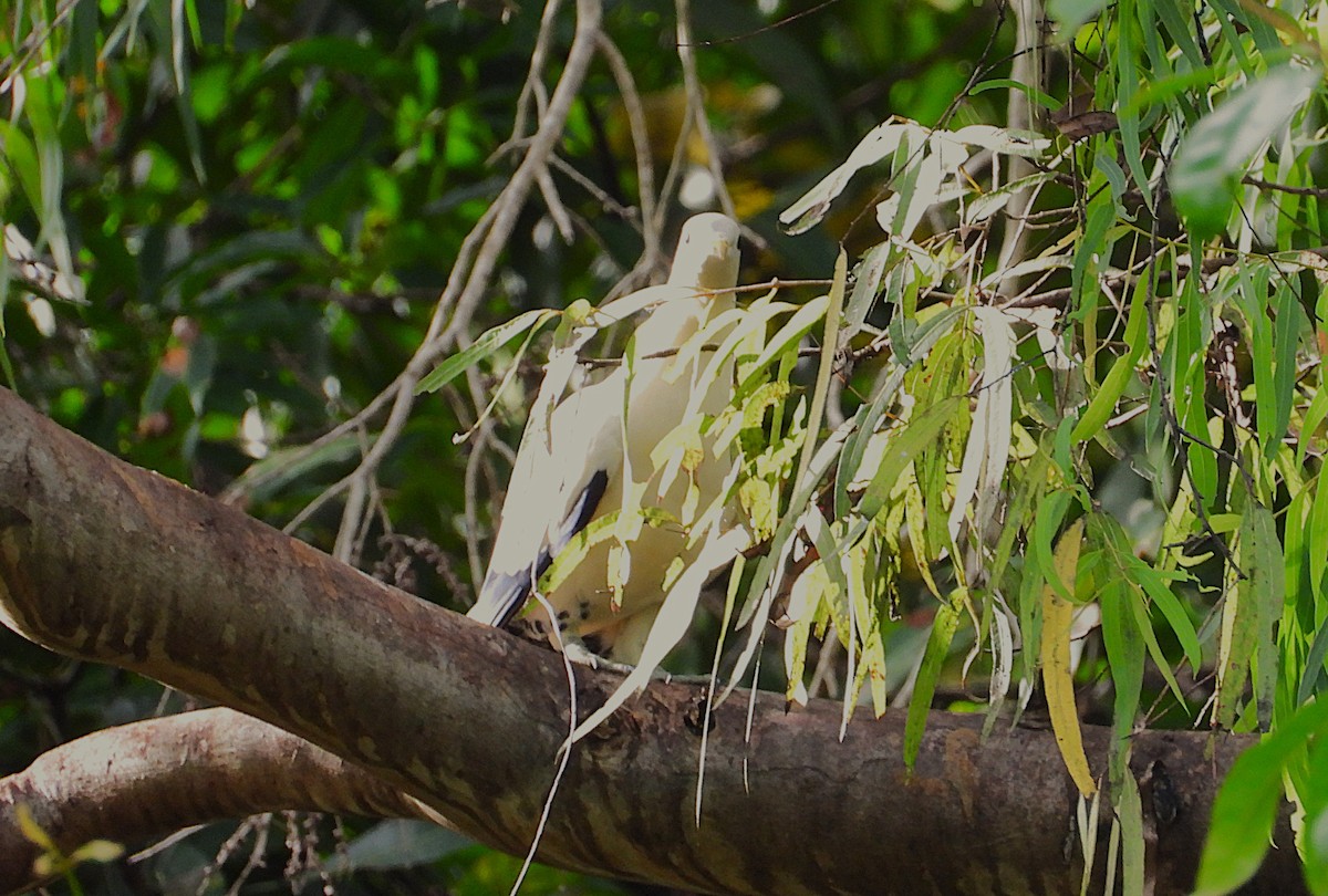 Torresian Imperial-Pigeon - ML641896407