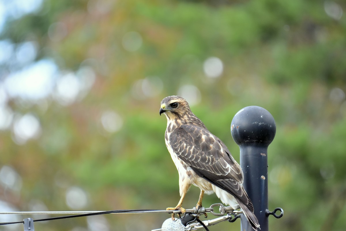 Broad-winged Hawk - ML641896408